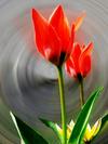 tulipany01