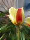 tulipany02