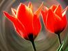 tulipany05
