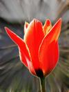 tulipany07