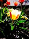 tulipany10